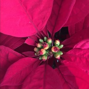 Meet your Posher, Carol